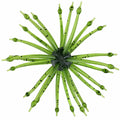 BACKWATER OUTLAW TPE sea urchin creature bait in green